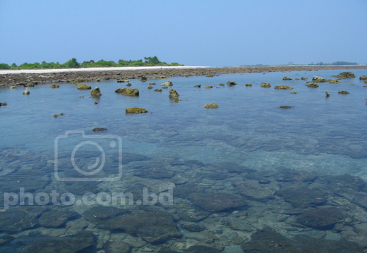 corals