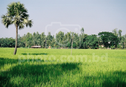 Shadow on the Rice Field