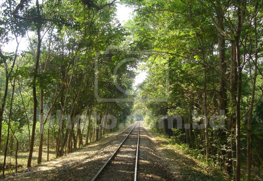 Railroad in the forest