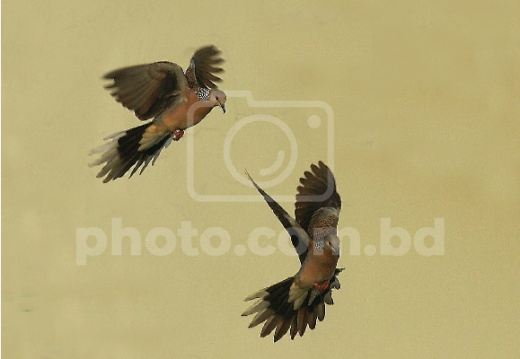 Playful Spotted Doves