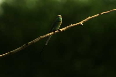 Bird 8