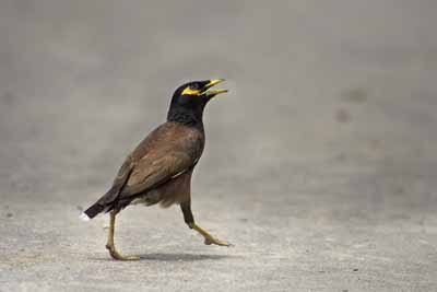 Bird 4